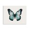Stupell Industries Teal Symmetrical Butterfly Wall Plaque Art Design by Elizabeth Medley